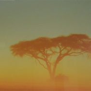 view of a tree in the middle of a desert, with ombre colored sky in tones of blue to yellow to orange
