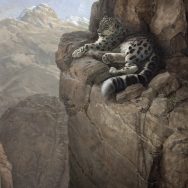 Image depicts a snow leopard lounging on a cliff ledge.