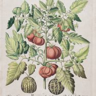 Color image of a tomato plant with green leaves and 6 red tomatoes on the vines. Two small melons sit below the plant. Printed below is "Melo Saccharinus variegatus / Poma amoris fructu luteo / Pseudocolocynthis Pomiformis."