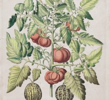 Color image of a tomato plant with green leaves and 6 red tomatoes on the vines. Two small melons sit below the plant. Printed below is 