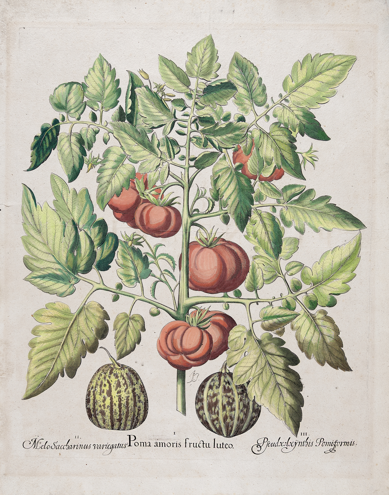 Color image of a tomato plant with green leaves and 6 red tomatoes on the vines. Two small melons sit below the plant. Printed below is "Melo Saccharinus variegatus / Poma amoris fructu luteo / Pseudocolocynthis Pomiformis."