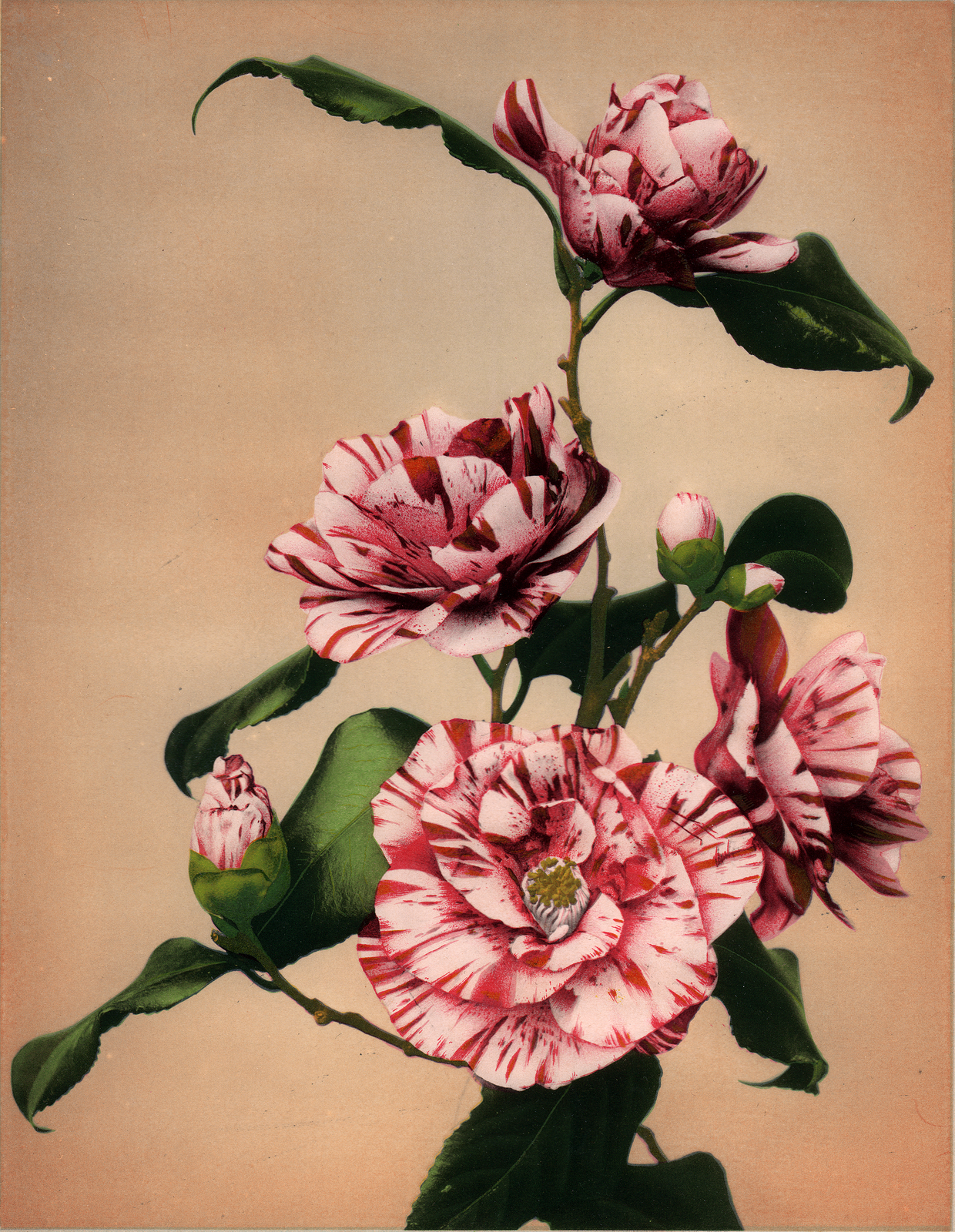 Flowers by Kazumasa Ogawa.